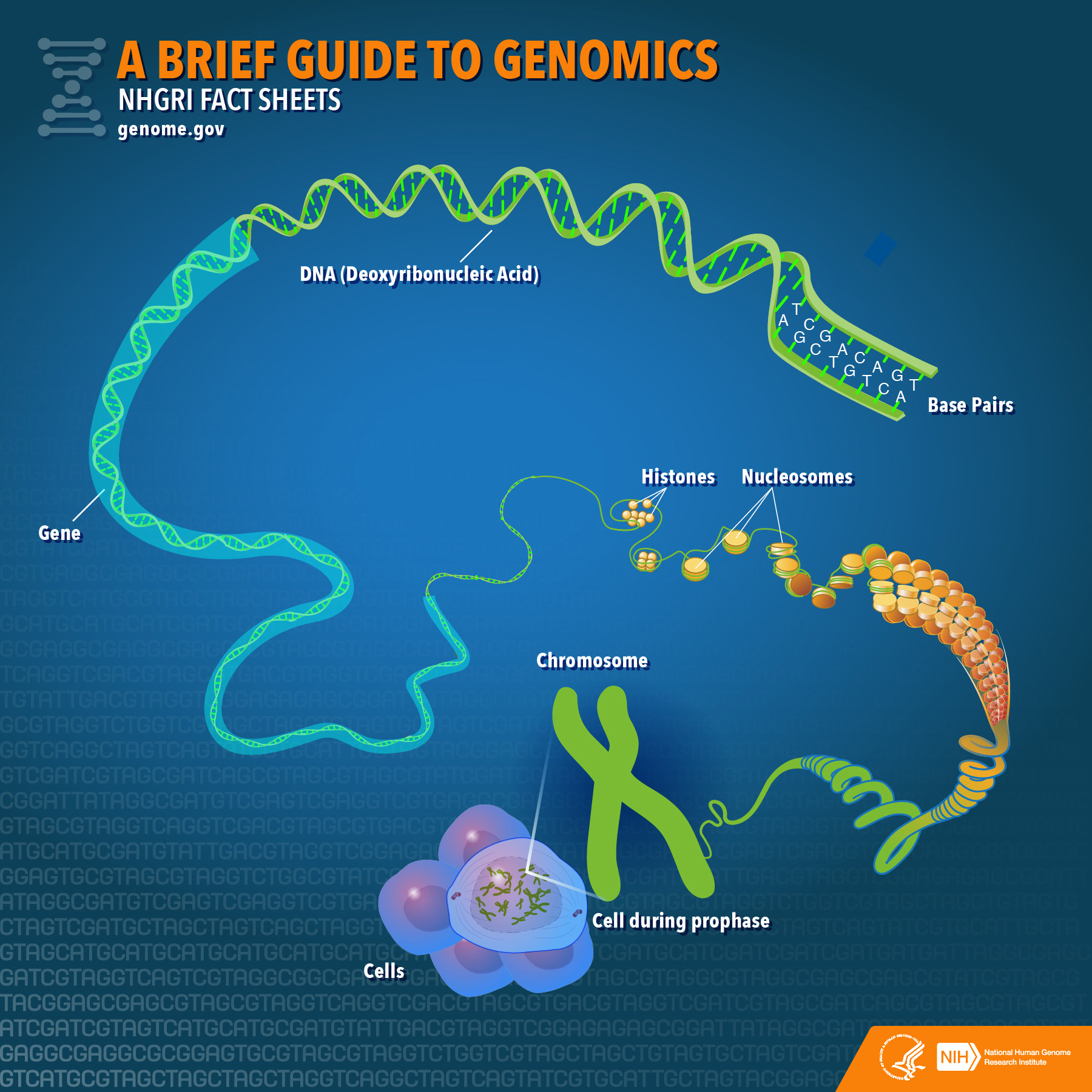 Our History In Research - Tumour Foundation of BC